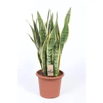 Sansevieria Trifasciata Laurentii in een bruine pot, hoogte 85 cm, met rechtopstaande, groene bladeren met gele randen.
