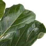 Ficus Lyrata - Rubberplant - Ø21cm - ↕100cm - Afbeelding 3