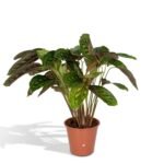 Calathea Flamestar in een terracotta pot, met groene bladeren met een unieke patroon en een hoogte van 75 cm.