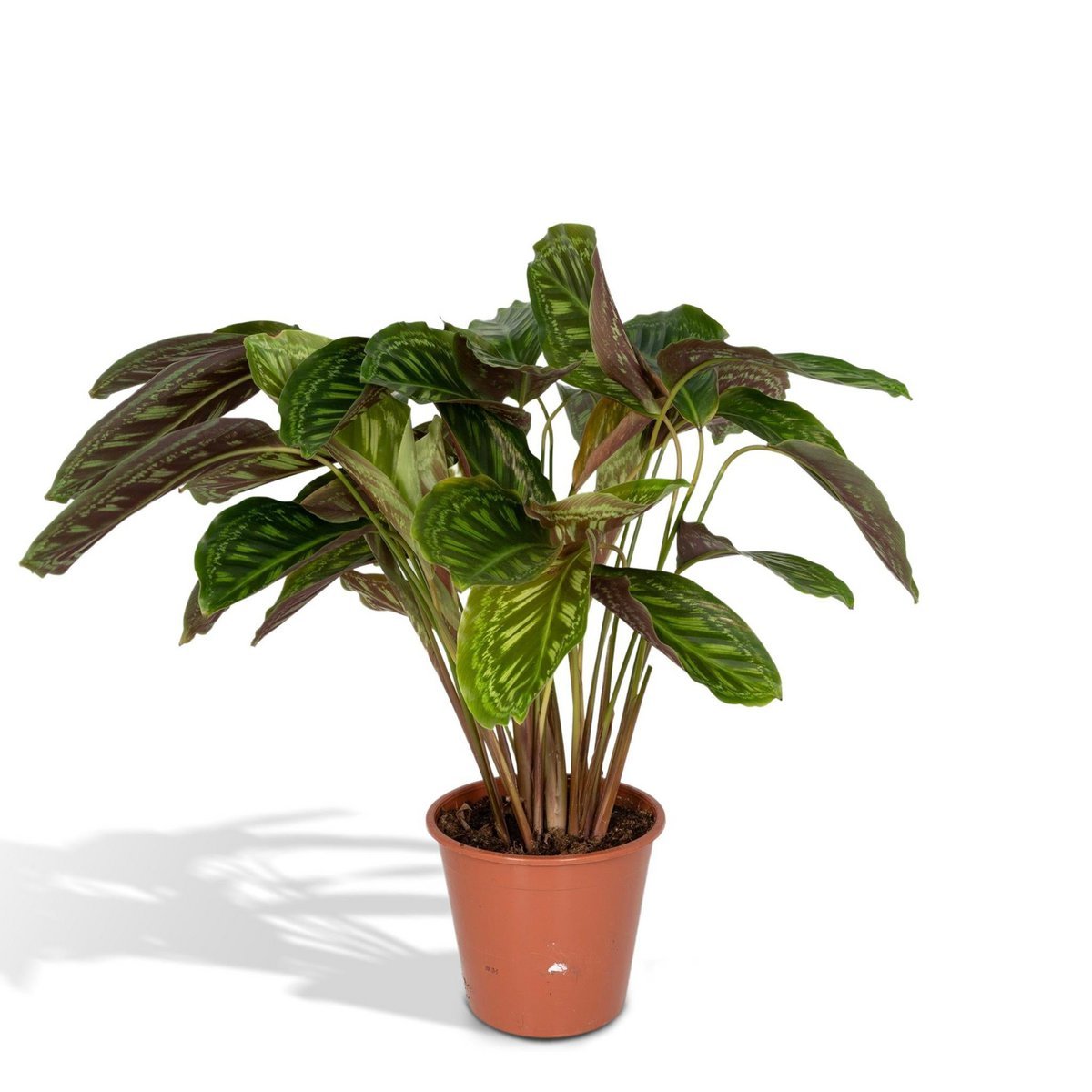 1386bfbf-f741-4386-b8f7-b552bde45276_1200x1200_fill.jpg Calathea Flamestar in een terracotta pot, met groene bladeren met een unieke patroon en een hoogte van 75 cm.