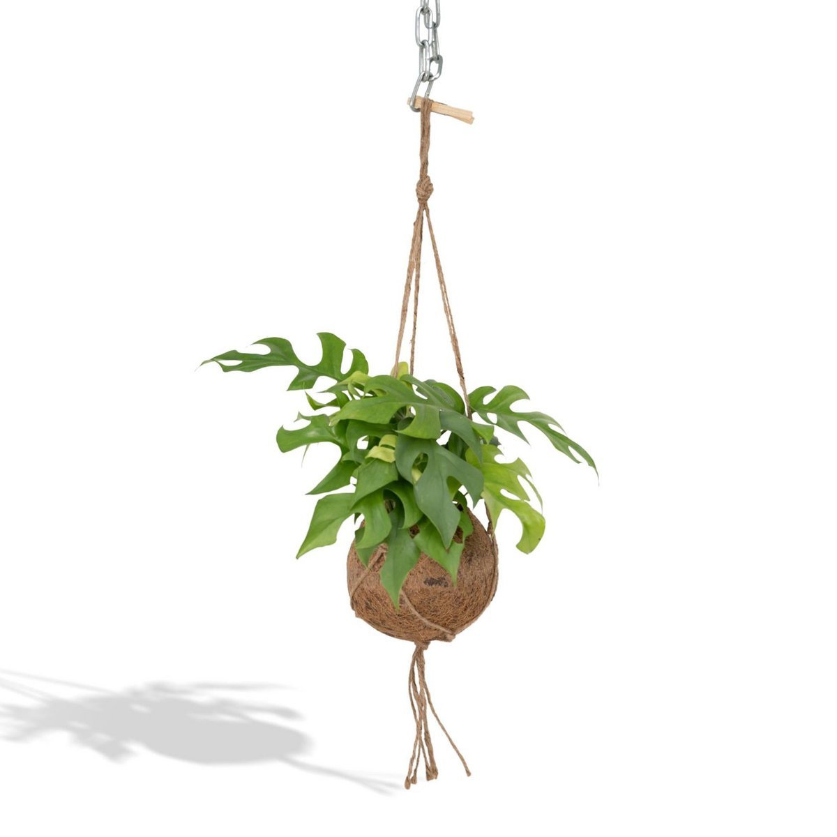 149594bc-d124-4121-9cb2-345d565ebdd5_1200x1200_fill.jpg Hangende Kokodama Monstera Minima met groene bladeren en een natuurlijke jute pot, Ø15cm, hoogte 25cm.
