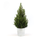 Picea Gl. December kerstboom in zinken pot, Ø21cm, hoogte 70cm, weelderig groen met volle takken.