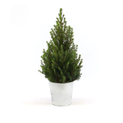 Picea Gl. December kerstboom in zinken pot, Ø21cm, hoogte 70cm, weelderig groen met volle takken.