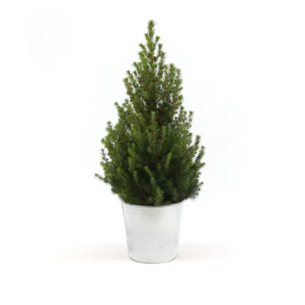 Picea Gl. December kerstboom in zinken pot, Ø21cm, hoogte 70cm, weelderig groen met volle takken.
