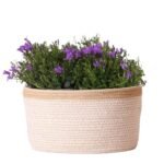 Campanula Addenda Ambella Intense purple - Cotton schaal met Campanula met watergeefsysteem - 3 stuks - Klokjesbloem paars  - potmaat 12cm - binnen & buiten - Afbeelding 4
