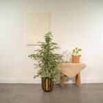Ficus benjamina Twilight - Ø21cm - ↕95cm - Afbeelding 2