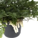 Humata Tyermannii Hang - Hazenpootvaren - Ø17cm - ↕20cm - Afbeelding 2