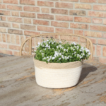 Campanula Addenda Ambella white - Cotton schaal met Campanula met watergeefsysteem - 3 stuks - Klokjesbloem wit- potmaat 12cm - binnen & buiten - Afbeelding 2