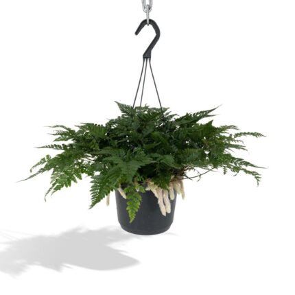 Hangende Hazenpootvaren (Humata Tyermannii) in zwarte pot, met opvallende wortels die over de rand groeien. Ø17cm, ↕20cm.