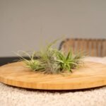 Tillandsia Air mix - 20 stuks - ø6cm - ↕6cm - Afbeelding 2