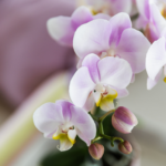 Kolibri Orchids | roze orchidee Portugal + Malaga sierpot roze - potmaat Ø9cm | bloeiende kamerplant - vers van de kweker - Afbeelding 3