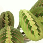 2x Maranta Fascinator - Pijlwortel - 20cm - ø12 - Afbeelding 3