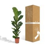 Ficus Lyrata - Rubberplant - Ø21cm - ↕100cm - Afbeelding 5