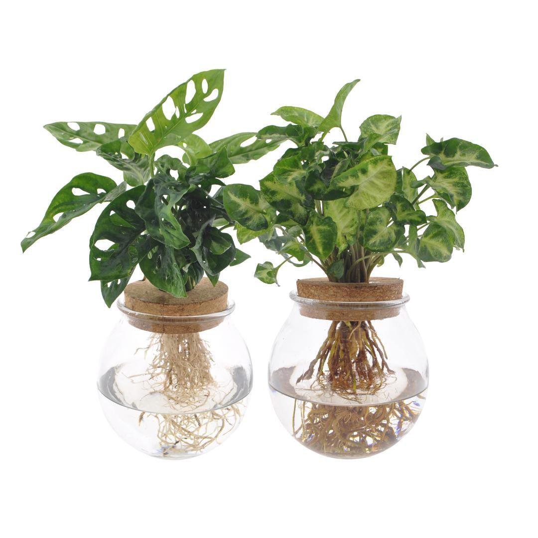 25593b17-cad1-4c24-873c-27ae91c7a696_1200x1200_fill.jpg Bolglas Duo met Monstera Adansonii en Syngonium in glazen potten, Ø12cm, hoogte 12-30cm, groene bladeren en zichtbare wor...