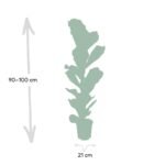 Ficus Lyrata - Rubberplant - Ø21cm - ↕100cm - Afbeelding 4