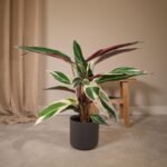 Calathea Triostar - Ø19cm - ↕70cm - Afbeelding 2
