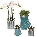 Set van witte orchidee Amabilis en succulenten in keramieken potten, met groene en gestreepte ontwerpen.