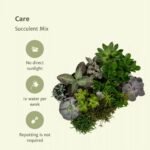 Everspring - Succulenten Mix - 18 stuks - 10 cm - ø8,5 - Afbeelding 5