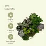 Everspring - Succulenten Mix - 18 stuks - 10 cm - ø8,5 - Afbeelding 5