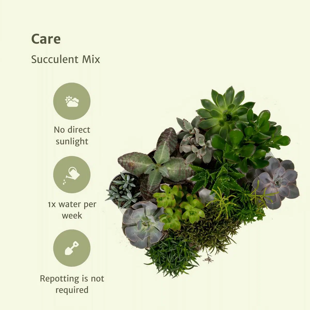 Everspring - Succulenten Mix - 18 stuks - 10 cm - ø8,5 - Afbeelding 5