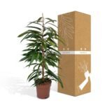 Ficus Amstel King - Treurvijg - ø21cm - ↕100cm - Afbeelding 5