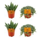 Twee groene Aloë paradisicum en twee Pilea glauca in oranje potten, met labels van MEERgroothandel Planten.