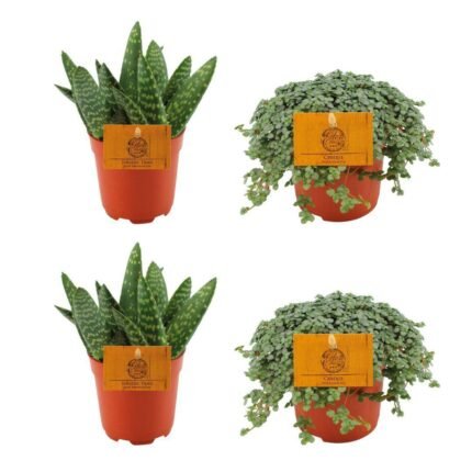 Twee groene Aloë paradisicum en twee Pilea glauca in oranje potten, met labels van MEERgroothandel Planten.