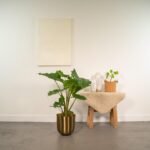 Alocasia Portodora - Ø21cm - ↕80cm - Afbeelding 2