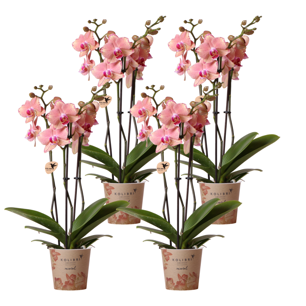 2c240c8e-b7e4-429d-b8c3-152d90973a6d_1200x1200_fill.png Vier bloeiende Pirate Picotee Phalaenopsis orchideeën in potten van Ø12cm met opvallende oranje-roze bloemen.