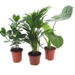 Drie middelgrote kamerplanten in terracotta potten, Ø17cm, hoogte 50cm, kleuren: groen en rood.