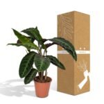 Calathea Warscewiczii - Pauwenplant - Ø19cm - ↕70cm - Afbeelding 5