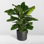 Calathea Zebrina - Ø19cm - ↕80cm - Afbeelding 8