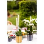 Kolibri Greens | Mix van groene planten + Painted Stripe sierpotten - potmaat Ø9cm & Ø6cm | bloeiende kamerplanten - vers van de kweker - Afbeelding 4