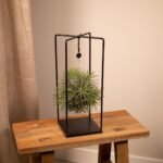 Tillandsia Kubus Mix Groot - Ø20cm - ↕35cm - Afbeelding 2