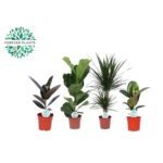 Kamerplanten Groen Mix Lopez - 4 stuks in potten, variërend in hoogte van 55-75 cm, kleuren: Rood en Groen.