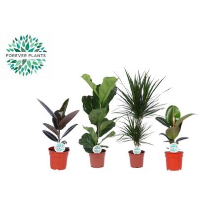 Kamerplanten Groen Mix Lopez - 4 stuks in potten, variërend in hoogte van 55-75 cm, kleuren: Rood en Groen.