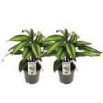 Calathea Majestica Princeps, 2 stuks in potten van Ø14cm, hoogte 45cm, met groene en zwarte bladeren.