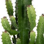 Euphorbia Acruensis - Cactus - Ø24cm - ↕60cm - Afbeelding 3
