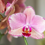 Kolibri Orchids | COMBI DEAL van 4 Phalaenopsis orchideeën - Pirate Picotee - potmaat Ø12cm | bloeiende kamerplant - vers van de kweker - Afbeelding 2