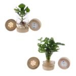 Glazen plantenpotten met LED-verlichting, bevatten Monstera en Clusia, Ø12cm, hoogte 30cm, groen.