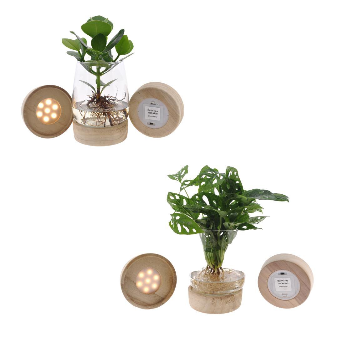 37f54552-e1c6-4617-8657-d1ba307e7d20_1200x1200_fill.jpg Glazen plantenpotten met LED-verlichting, bevatten Monstera en Clusia, Ø12cm, hoogte 30cm, groen.