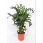 Caryota Mitis palmboom in een oranje pot, hoogte 110 cm, met unieke, gespleten bladeren. Geschikt voor binnen.