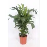Caryota Mitis palmboom in een oranje pot, hoogte 110 cm, met unieke, gespleten bladeren. Geschikt voor binnen.