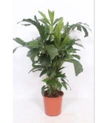 Caryota Mitis palmboom in een oranje pot, hoogte 110 cm, met unieke, gespleten bladeren. Geschikt voor binnen.