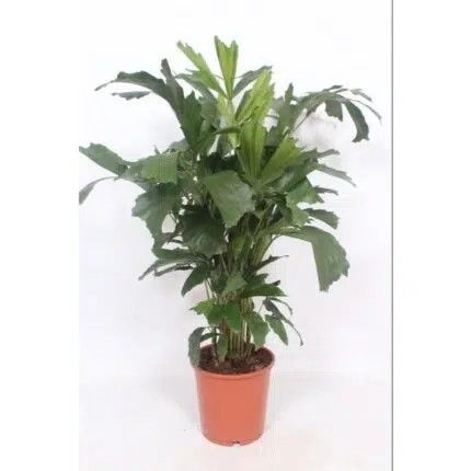 Caryota Mitis palmboom in een oranje pot, hoogte 110 cm, met unieke, gespleten bladeren. Geschikt voor binnen.