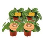 2x Peperomia Argyreia + 2x Pilea Peperomioides - 4 stuks - Ø12cm - ↕20cm