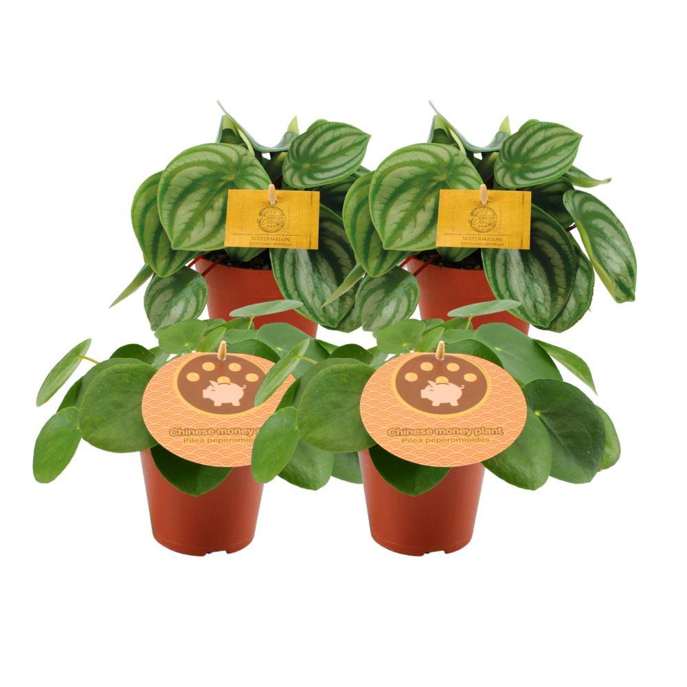 38727155-6a5b-4c23-9e53-1389d264de1c_1200x1200_fill.jpg Set van 4 kamerplanten: 2x Peperomia Argyreia en 2x Pilea Peperomioides in potten van Ø12cm en hoogte 20cm.