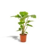 Alocasia Portodora in een oranje pot, met grote golvende bladeren en roodbruine stippen op de stam, hoogte 80 cm.