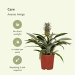 2x Bromelia - Ananasplant - 30cm - ø12 - Afbeelding 5