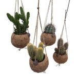Kokodama cactus mix met vier cactussen in hangende jute potten, Ø12cm, hoogte 20cm.